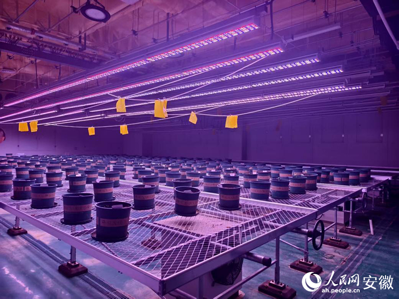 5年这样打开宿州②｜“慧”种田科技开良方