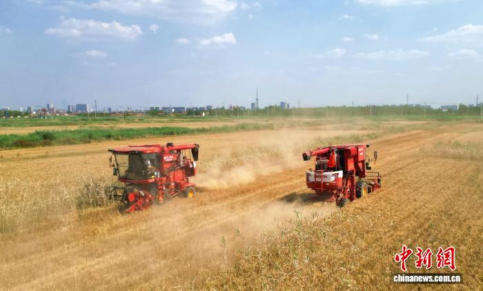 从“靠天吃饭”到筑牢“齐鲁粮仓” 山东用“芯”端稳饭碗