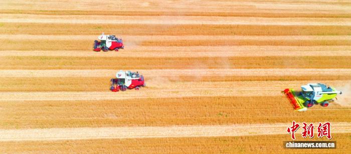 从“靠天吃饭”到筑牢“齐鲁粮仓” 山东用“芯”端稳饭碗(图2)