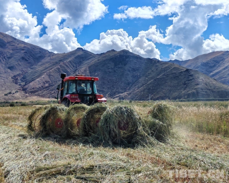 万亩饲草开镰收割 筑牢牲畜越冬“粮仓”(图2)