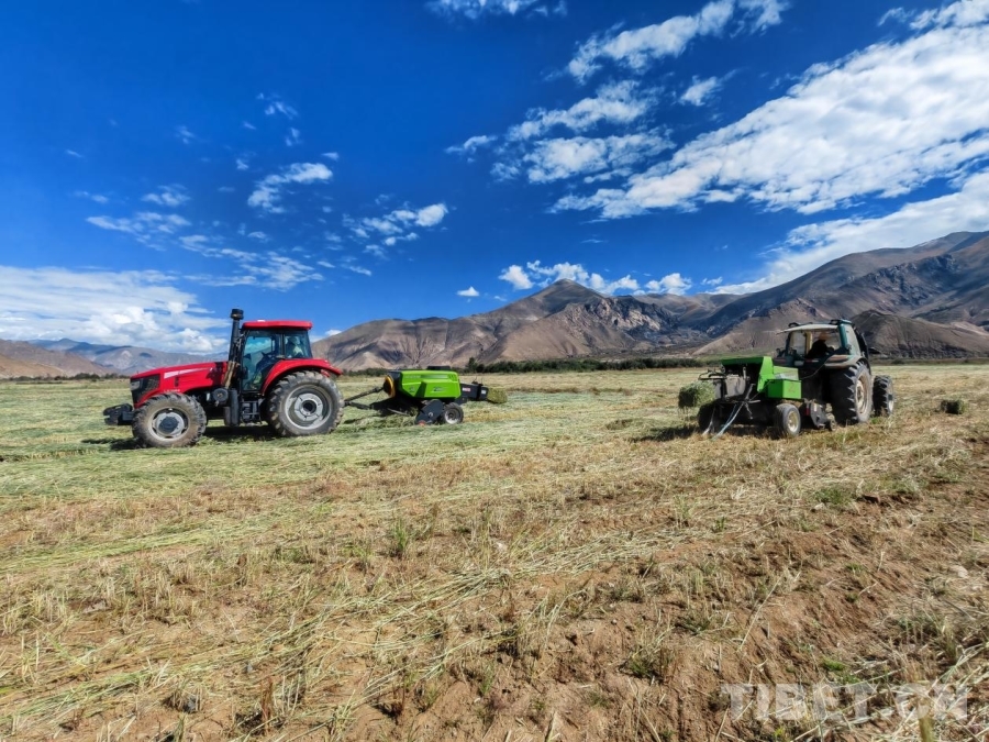 万亩饲草开镰收割 筑牢牲畜越冬“粮仓”(图4)