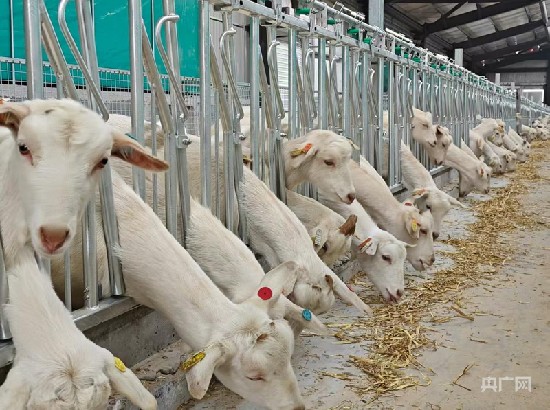 高质量发展看中国从一只羊到一杯奶的的科技密码(图2)