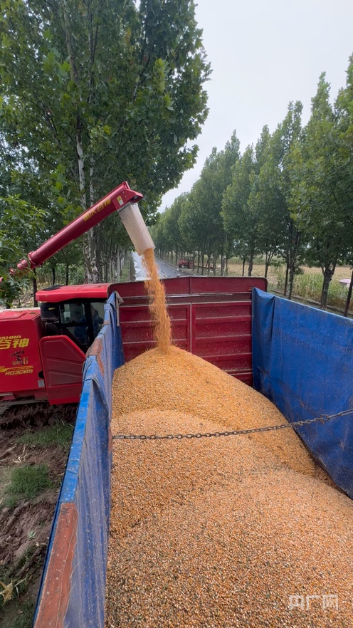 农业大省秋雨夺粮 力保秋粮颗粒归仓