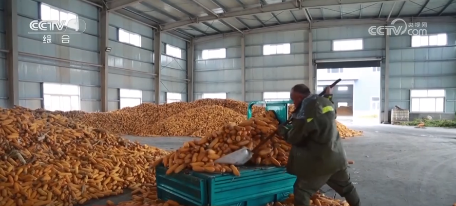 多地积极应对阴雨天气 力保秋粮丰产归仓