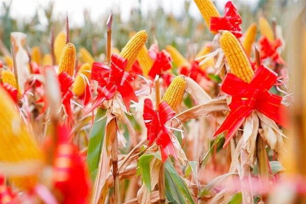 黑土地上的再生农业答卷：拜耳梨树耘远农场探索农业可持续发展新路径(图3)