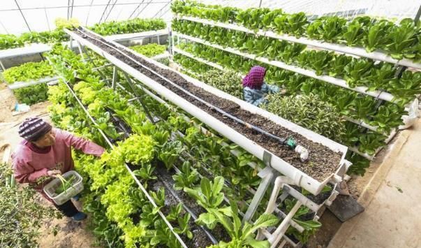 共探产业发展新路径 全国玉露香梨产业创新联合体在太原成立