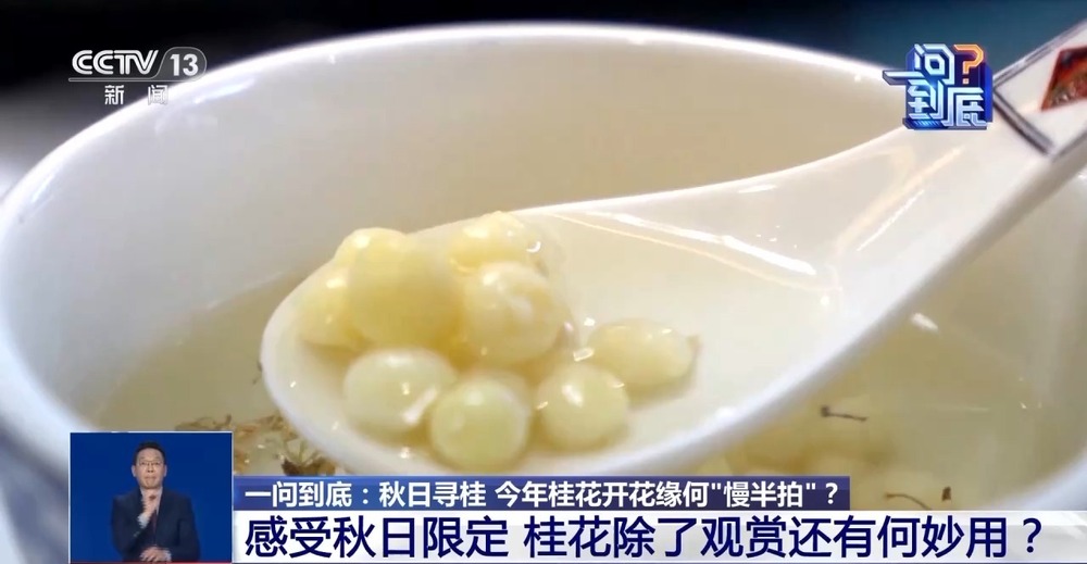 桂花开花“姗姗来迟” 最佳赏桂期持续多久？(图7)