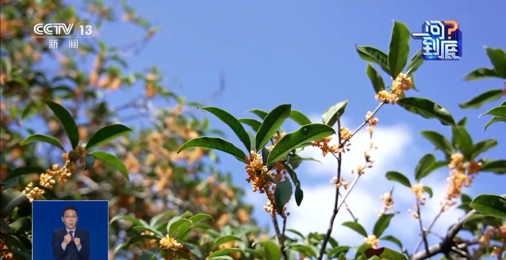 桂花开花“姗姗来迟” 最佳赏桂期持续多久？(图5)