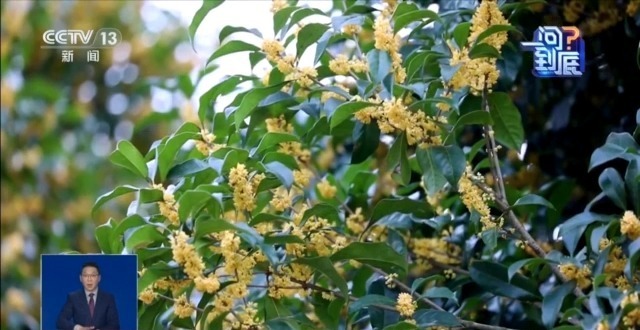 桂花开花“姗姗来迟” 最佳赏桂期持续多久？(图2)