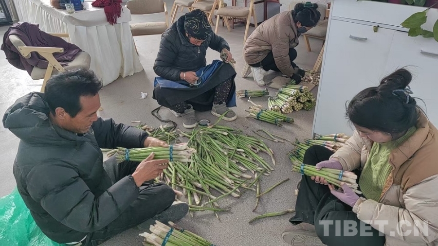 【牢记嘱托 共建美丽新西藏】雅江畔书写“芦笋传奇”：湘商扎根西藏打造高原有机农业样板(图5)