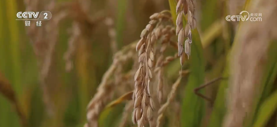 中国饭碗如何端得更牢？以怎样面貌迈向农业农村现代化？(图13)