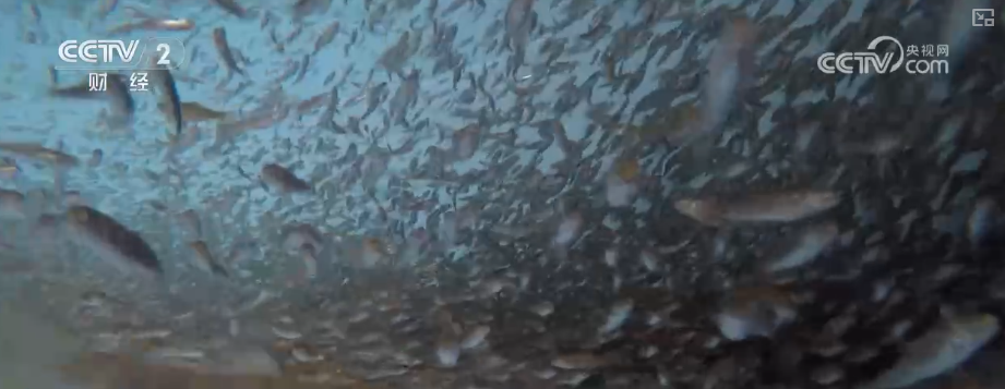 中国饭碗如何端得更牢？以怎样面貌迈向农业农村现代化？(图21)