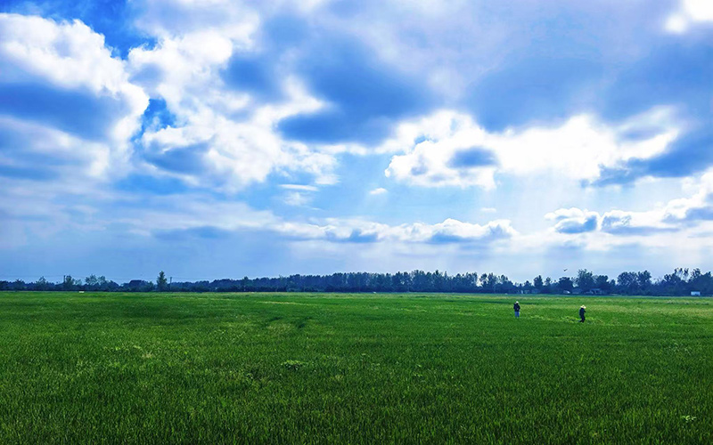 党建聚力 片区联动 武汉长江新区村集体经济“破茧成蝶”(图2)