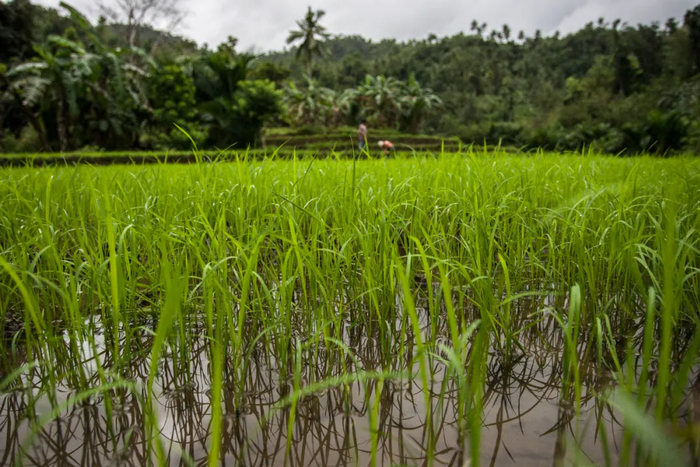 中国平安：发挥金融及科技优势 实现可持续高质量增长