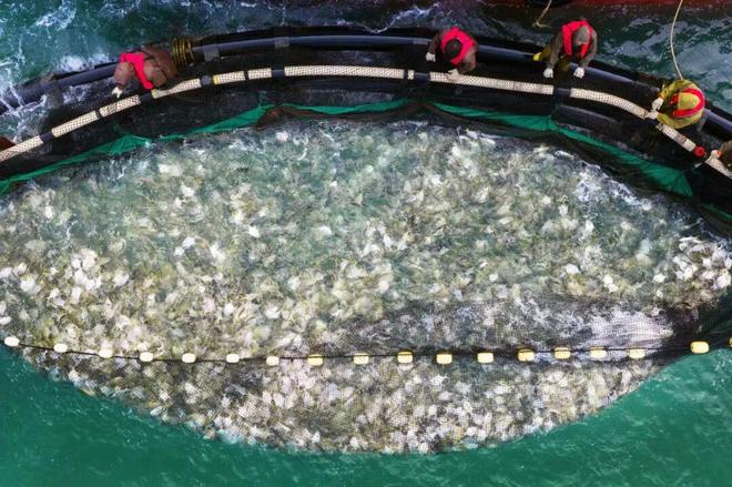 海丝路上的蓝色粮仓 大食物观的阳江实践 2025年丝绸之路电视共同体高峰论坛特别报道