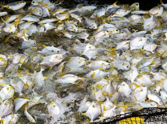 海丝路上的蓝色粮仓 大食物观的阳江实践 2025年丝绸之路电视共同体高峰论坛特别报道(图2)