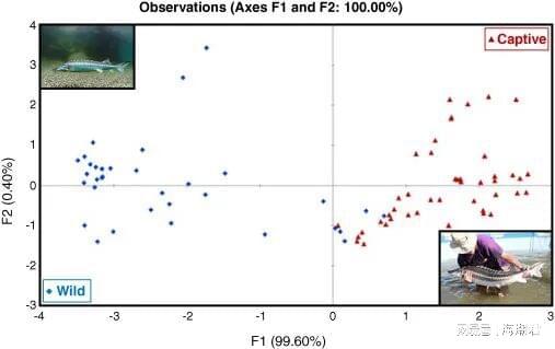 欧洲鱼子酱市场曝光！调查显示21%来自野生盗捕32%欺骗消费者(图2)