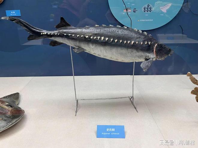 欧洲鱼子酱市场曝光！调查显示21%来自野生盗捕32%欺骗消费者(图3)