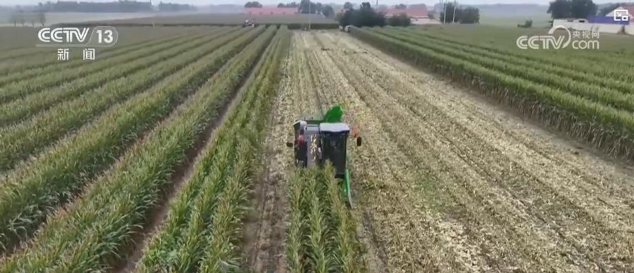 应对降温保秋收：大型收割机昼夜作业 各地全力抢收秋粮稳进度(图3)