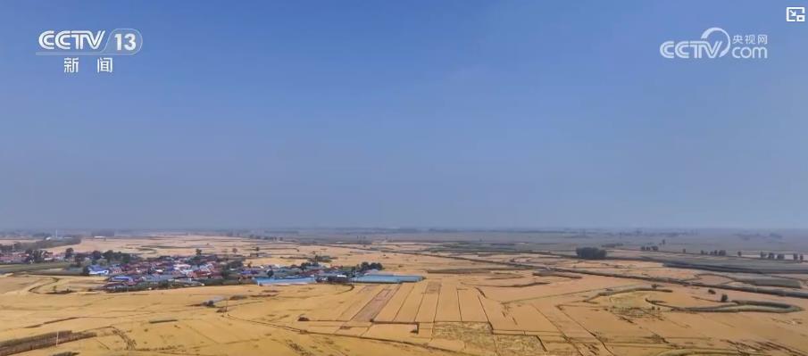 应对降温保秋收：大型收割机昼夜作业 各地全力抢收秋粮稳进度(图4)