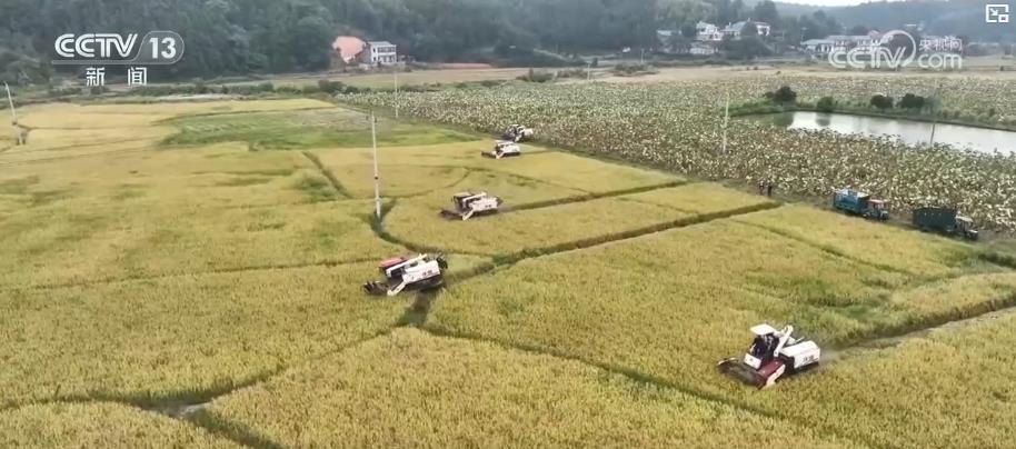 应对降温保秋收：大型收割机昼夜作业 各地全力抢收秋粮稳进度(图6)