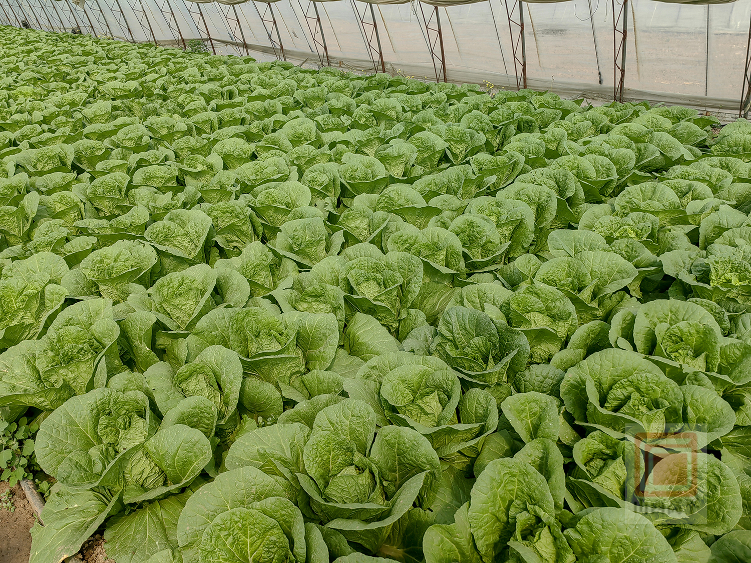 温铁军：中国经济的战略纵深在“三农”它将再次挽救危机