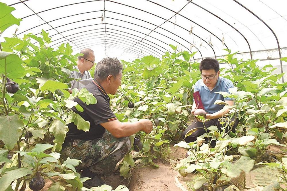 服务闭环 稳定增收 引领变革 榆中县北部山区打造寒旱农业新标杆