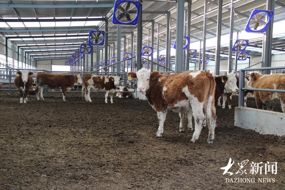 大安镇：党建铸魂强产业联企带农绘共富(图2)