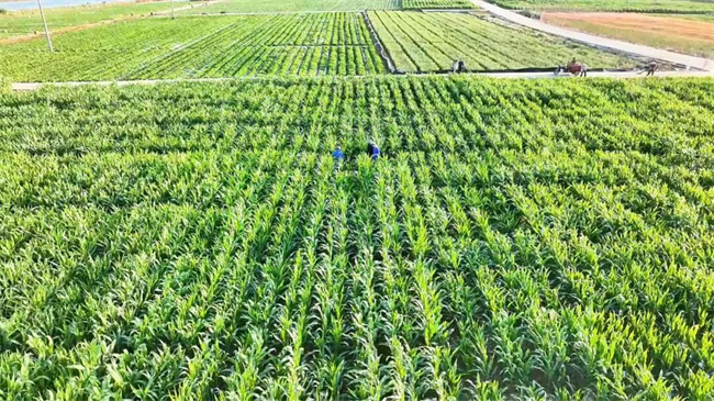 南繁基地行记（一）‖久恒农业：继续坚持种业科技创新与实干在种子培育与推广道路上实现新突破