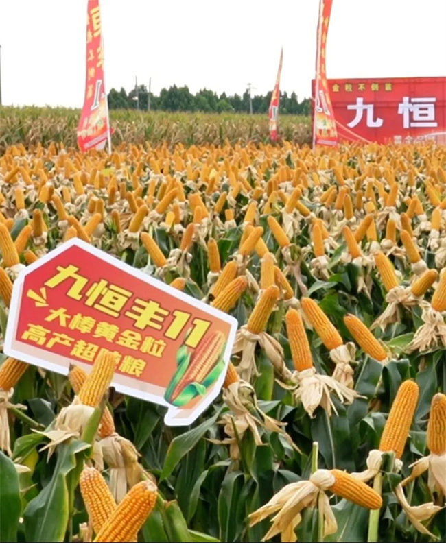 南繁基地行记（一）‖久恒农业：继续坚持种业科技创新与实干在种子培育与推广道路上实现新突破(图3)