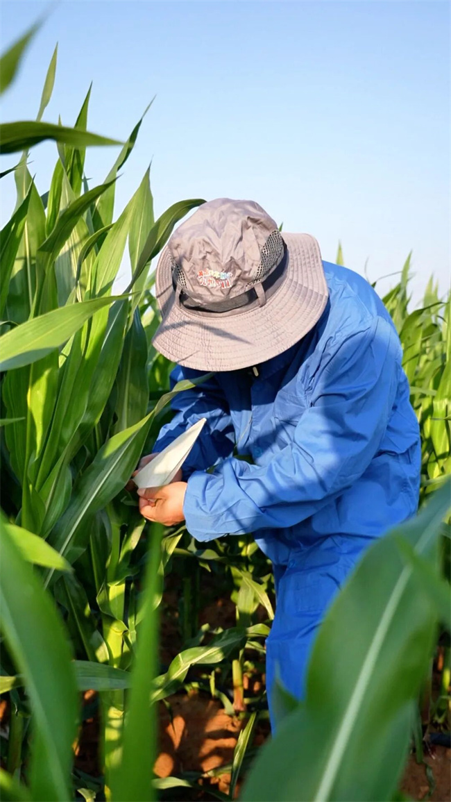 南繁基地行记（一）‖久恒农业：继续坚持种业科技创新与实干在种子培育与推广道路上实现新突破(图4)