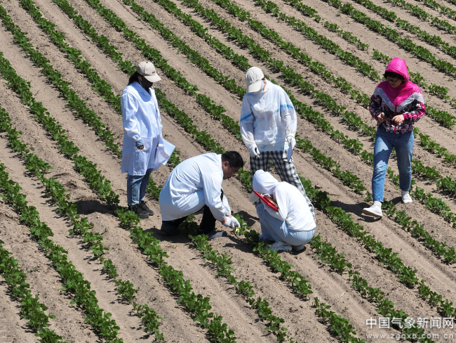 农业气象服务效益几何？田间试验给答案 轻至中度灾害年份增产贡献率均值为125%