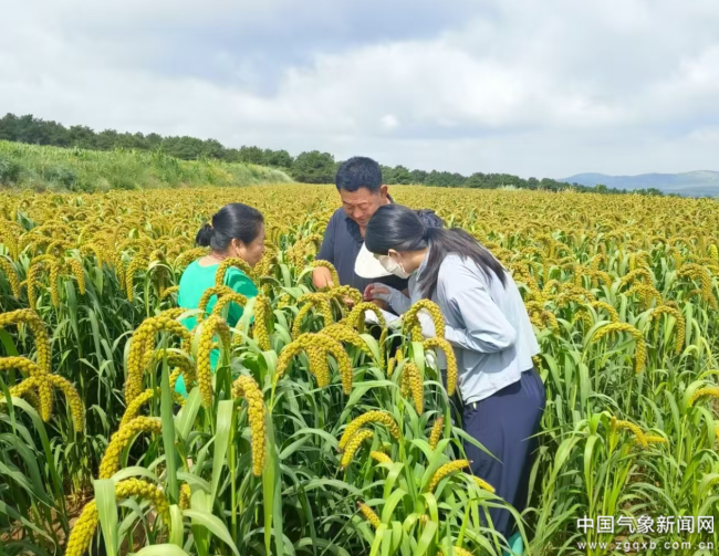 农业气象服务效益几何？田间试验给答案 轻至中度灾害年份增产贡献率均值为125%(图3)