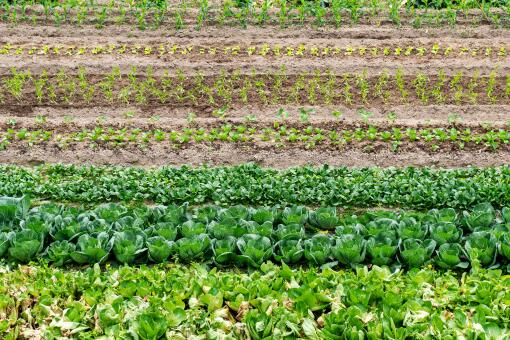 健康饮食消费空间大潜力足