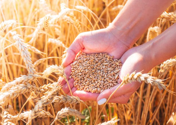 平顶山市润森天然多元素矿物肥有限公司：绿色农业的领航者(图4)