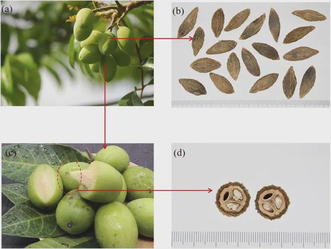 这颗秋冬季的“宝藏之果”抗炎又通便！吃过的人却很少！