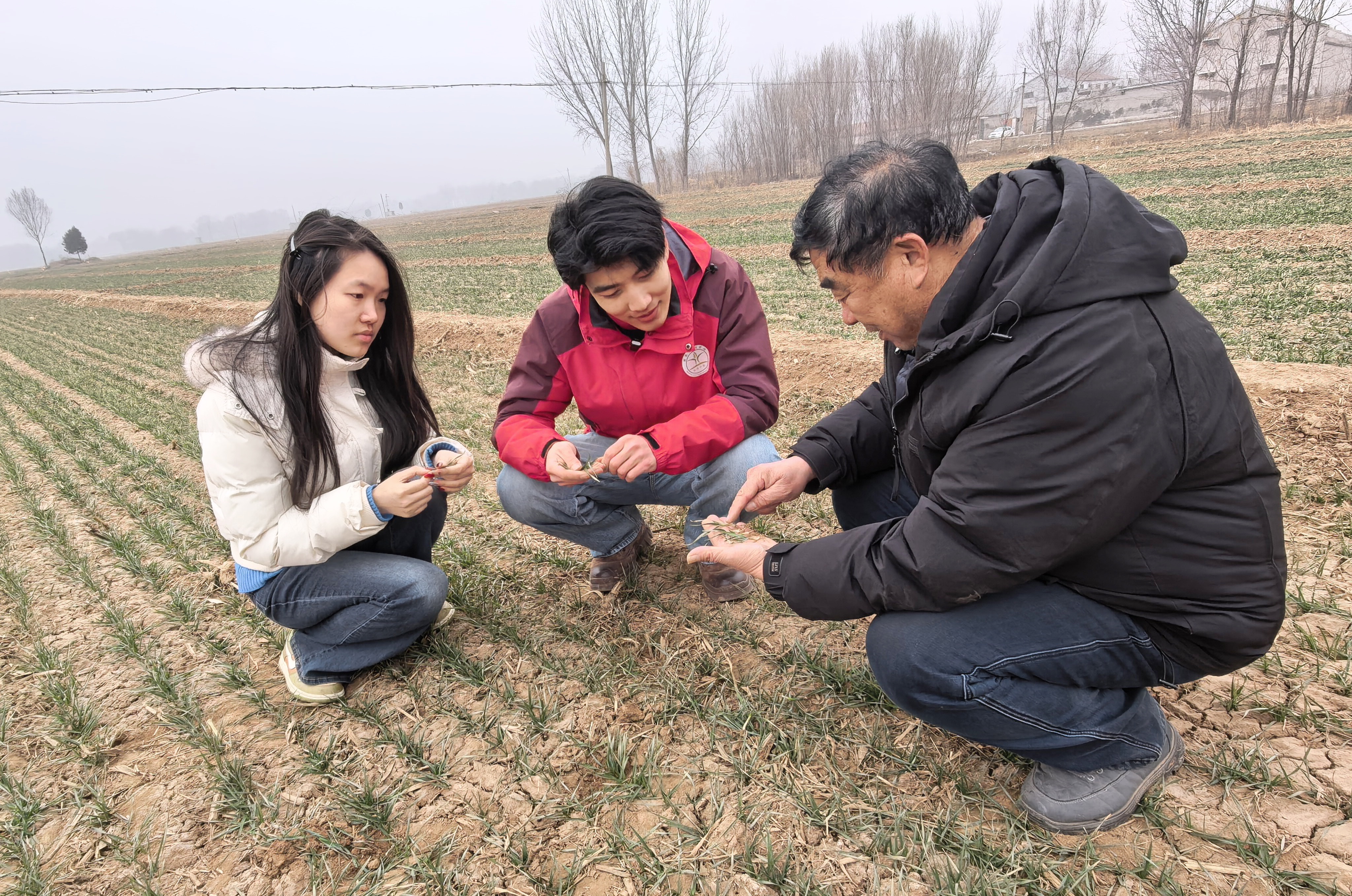 2026新春走基层 盐碱地上崛起“绿色粮仓”