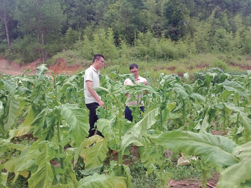 科技赋能“肥”尽其用烟稻融合振兴可期——中国农业科学院烟草研究所“三图一品一标”工程推动产业协同与农业绿色发展纪实