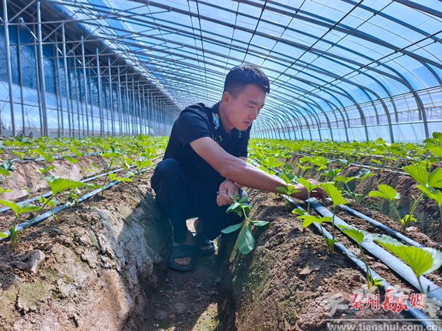 秦州农业高质量发展系列报道(下)(图2)