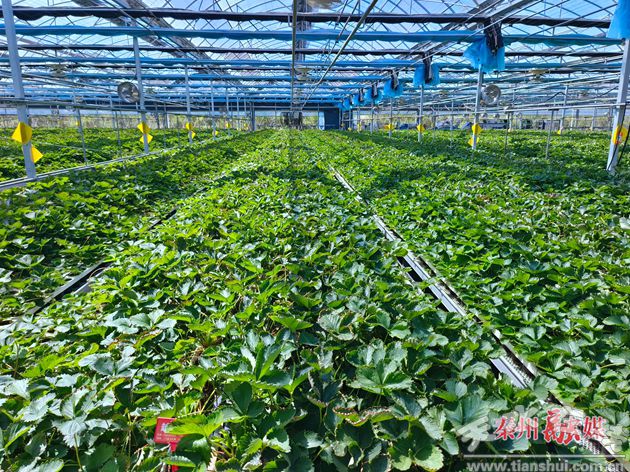 秦州农业高质量发展系列报道(下)(图3)